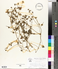 Geranium incanum image