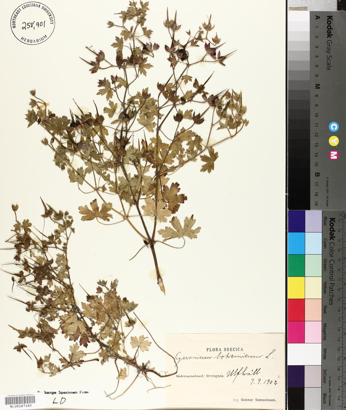 Geranium bohemicum image