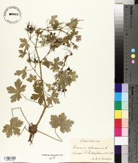 Geranium bohemicum image