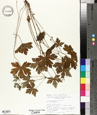 Geranium seemannii image
