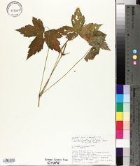 Geranium seemannii image