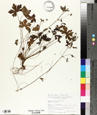 Geranium seemannii image