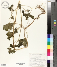 Geranium seemannii image
