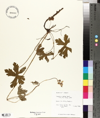 Geranium latum image