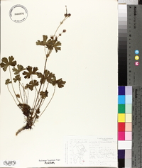 Geranium crenatifolium image
