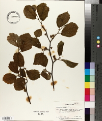 Hamamelis vernalis image