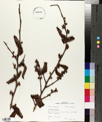 Hamamelis vernalis image
