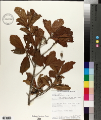 Hamamelis vernalis image