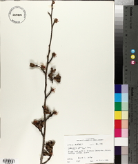 Hamamelis vernalis image