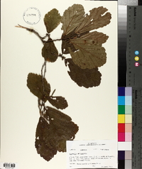 Hamamelis vernalis image
