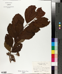 Hamamelis vernalis image