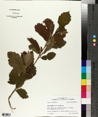 Hamamelis vernalis image
