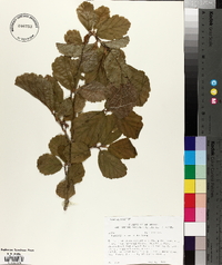 Hamamelis vernalis image