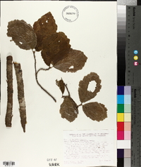 Hamamelis vernalis image