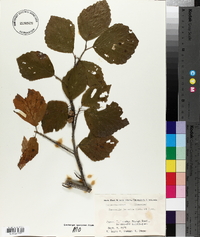 Hamamelis japonica image