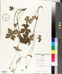 Geranium latum image