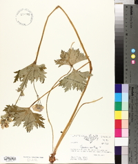 Geranium erianthum image