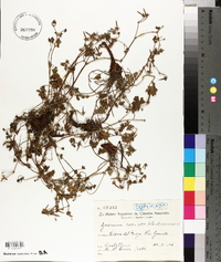 Geranium core-core image