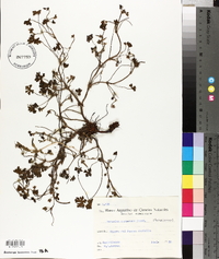 Geranium core-core image