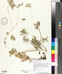 Geranium bicknellii image