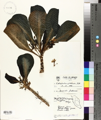 Scaevola frutescens image