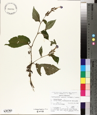 Rhynchoglossum azureum image