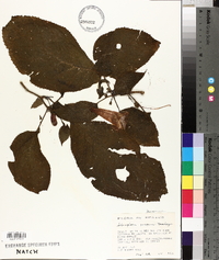 Solenophora purpusii image