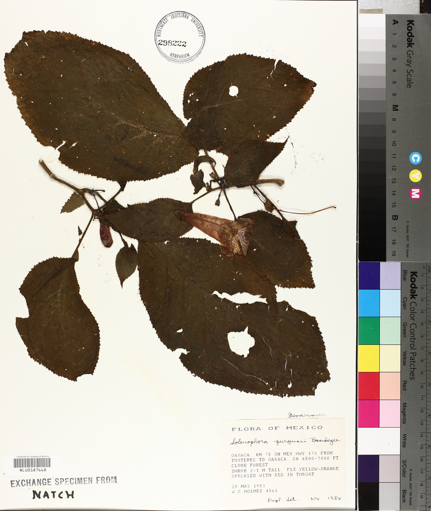 Solenophora purpusii image