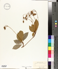 Gesneria exserta image