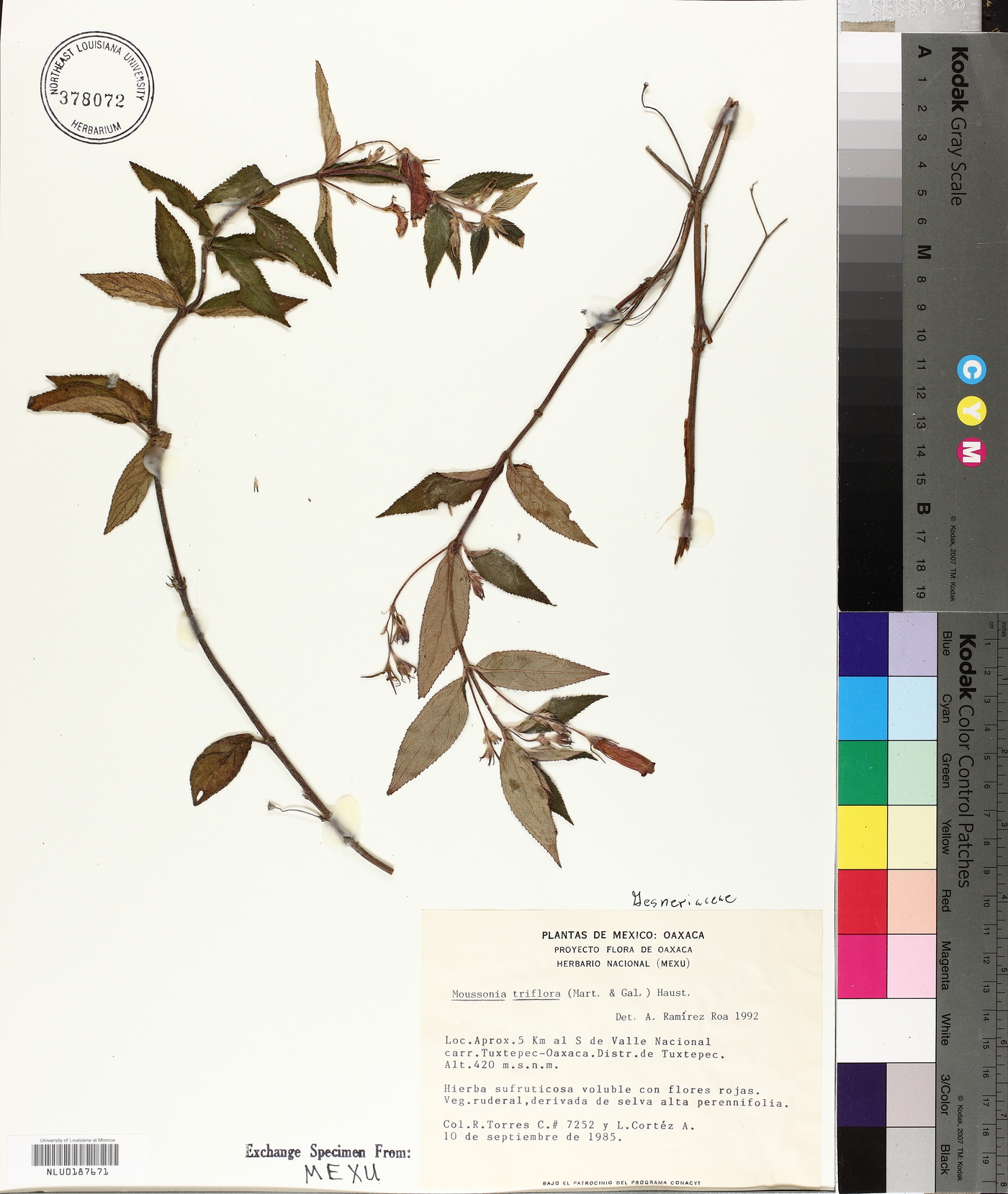 Moussonia triflora image