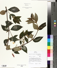 Moussonia strigosa image