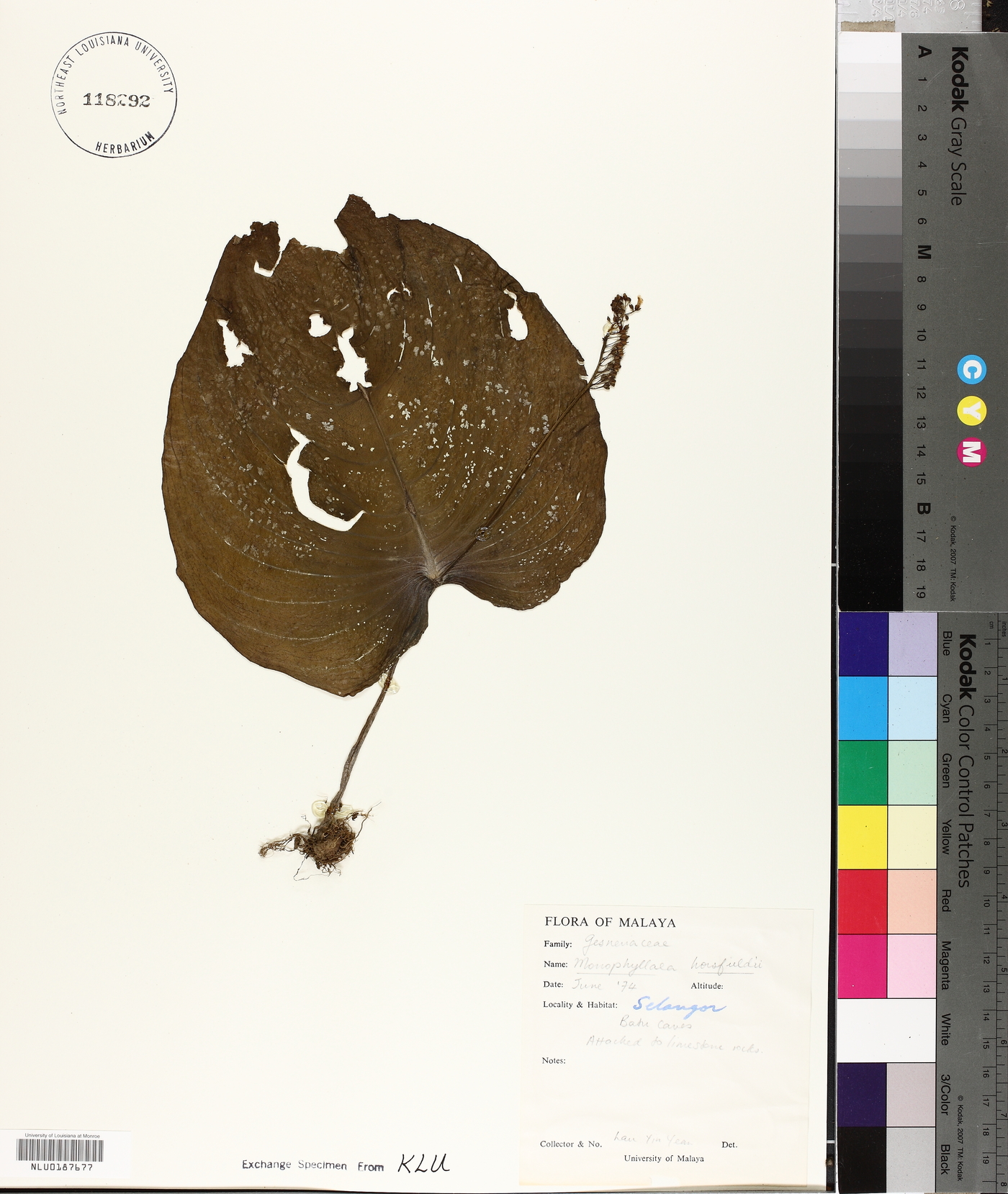 Monophyllaea horsfieldii image