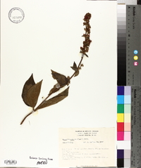 Kohleria spicata image