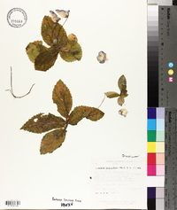 Eucodonia verticillata image