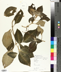 Henckelia malayana image