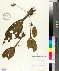 Conandron ramondioides image
