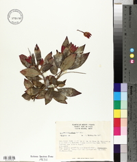 Columnea schiedeana image