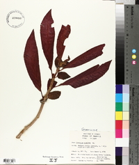 Columnea rutilans image