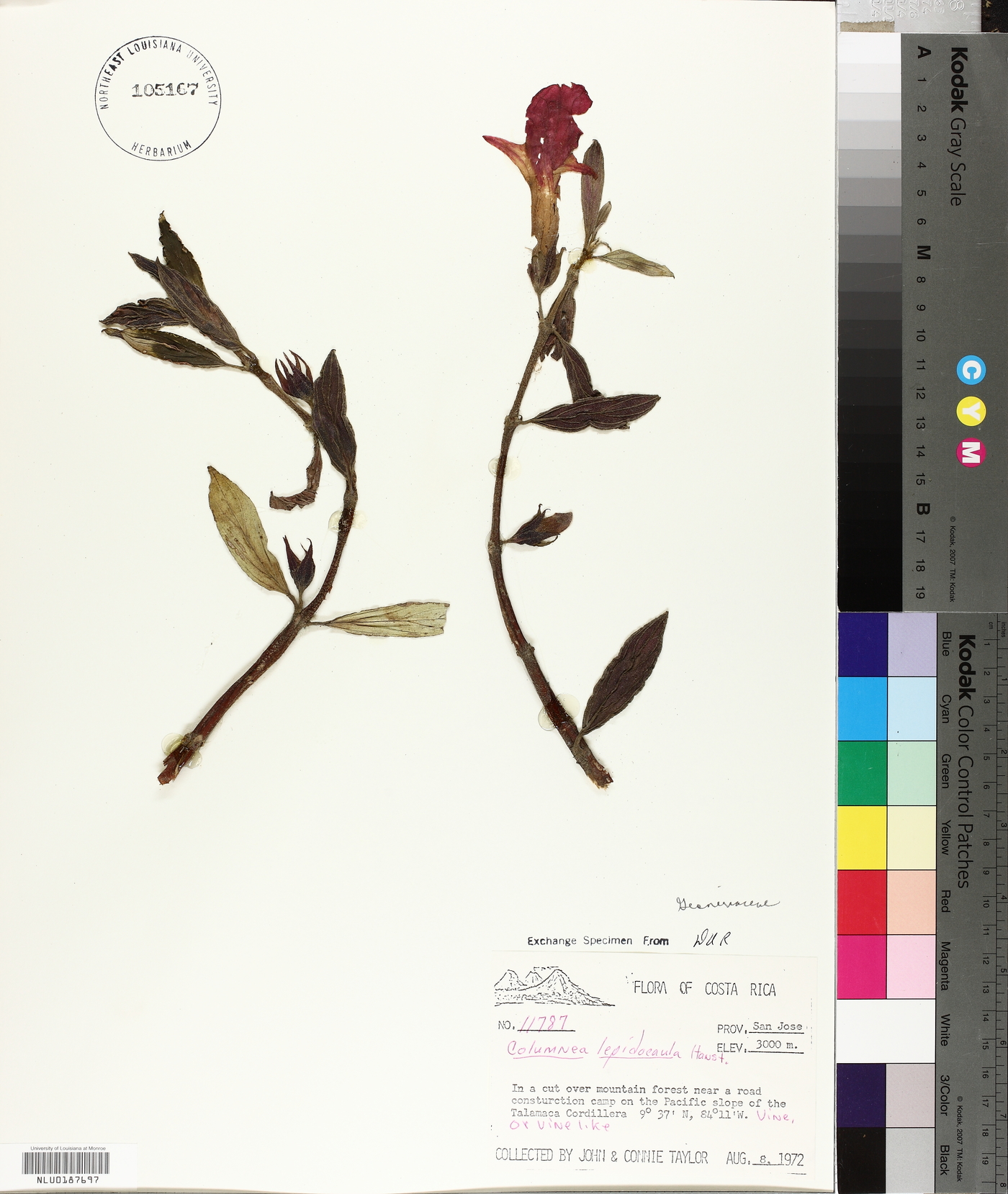 Columnea lepidocaula image