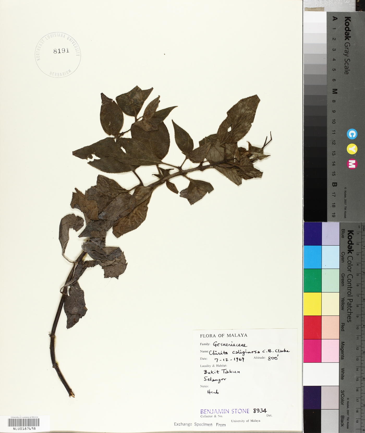 Chirita caliginosa image