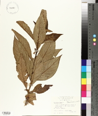 Besleria lutea image