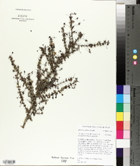 Bellonia spinosa image