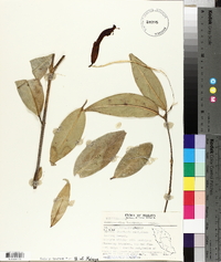Aeschynanthus longicalyx image