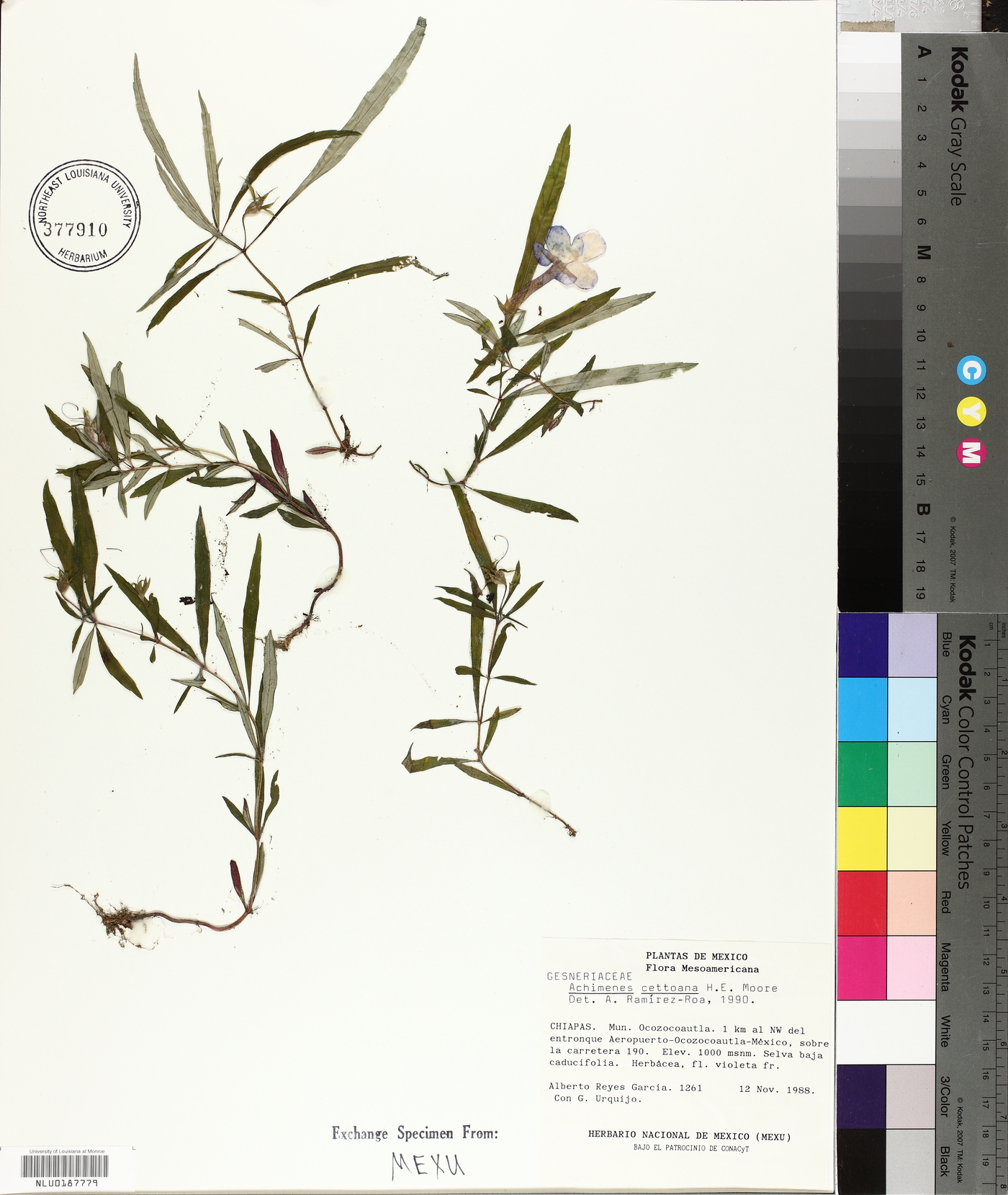 Achimenes cettoana image