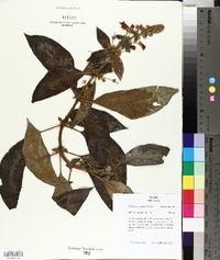 Kohleria spicata image