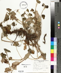 Pelargonium australe image