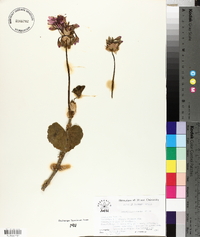 Pelargonium zonale image