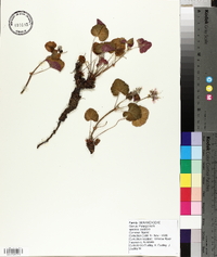 Pelargonium australe image