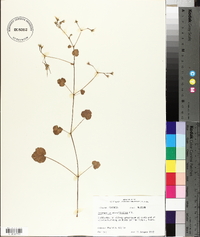 Pelargonium odoratissimum image