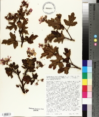 Pelargonium quercifolium image
